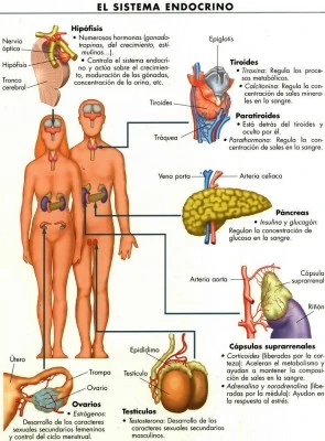 Medicamentos con efectos en sistema endocrino: advertencias importantes