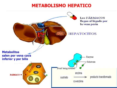 Medicamentos que afectan la función hepática: precauciones necesarias