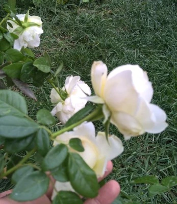 Farmabel