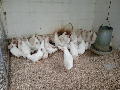 Farmaciadeanimales