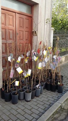 AGROBOTICA URDILDE