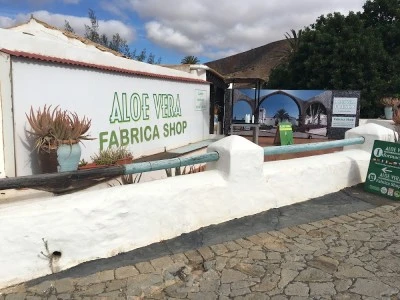 La Aloe Vera fresca di Fuerteventura