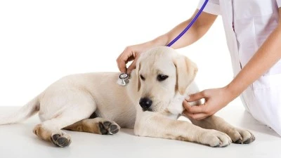 centro veterinario azuqueca
