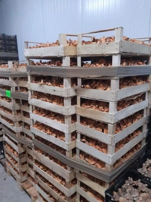 Farmacia