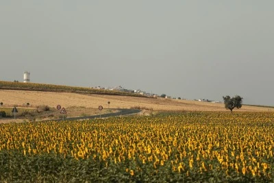 Arahal